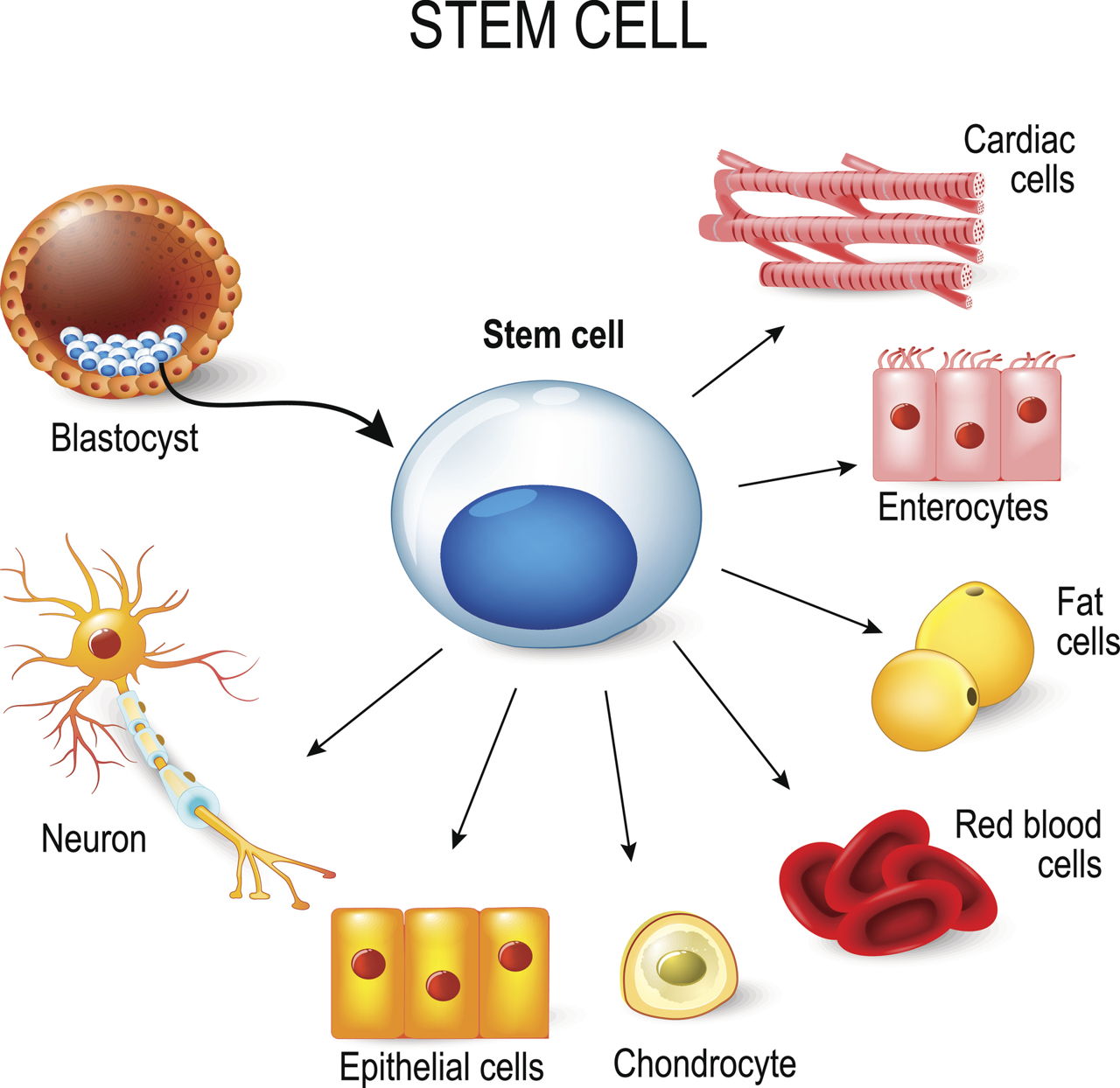 advantages of embryonic stem cells