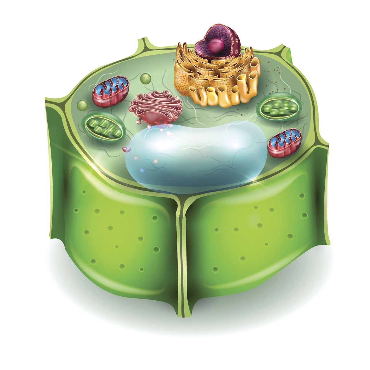 Unique and Imaginative Tips on How to Make a 3D Plant Cell Model - Biology  Wise