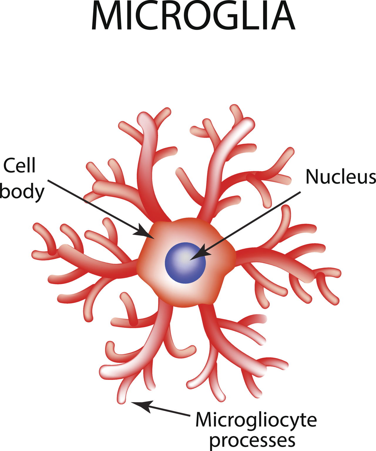 A Labeled Diagram That Explains the Function of Nucleolus - Biology Wise