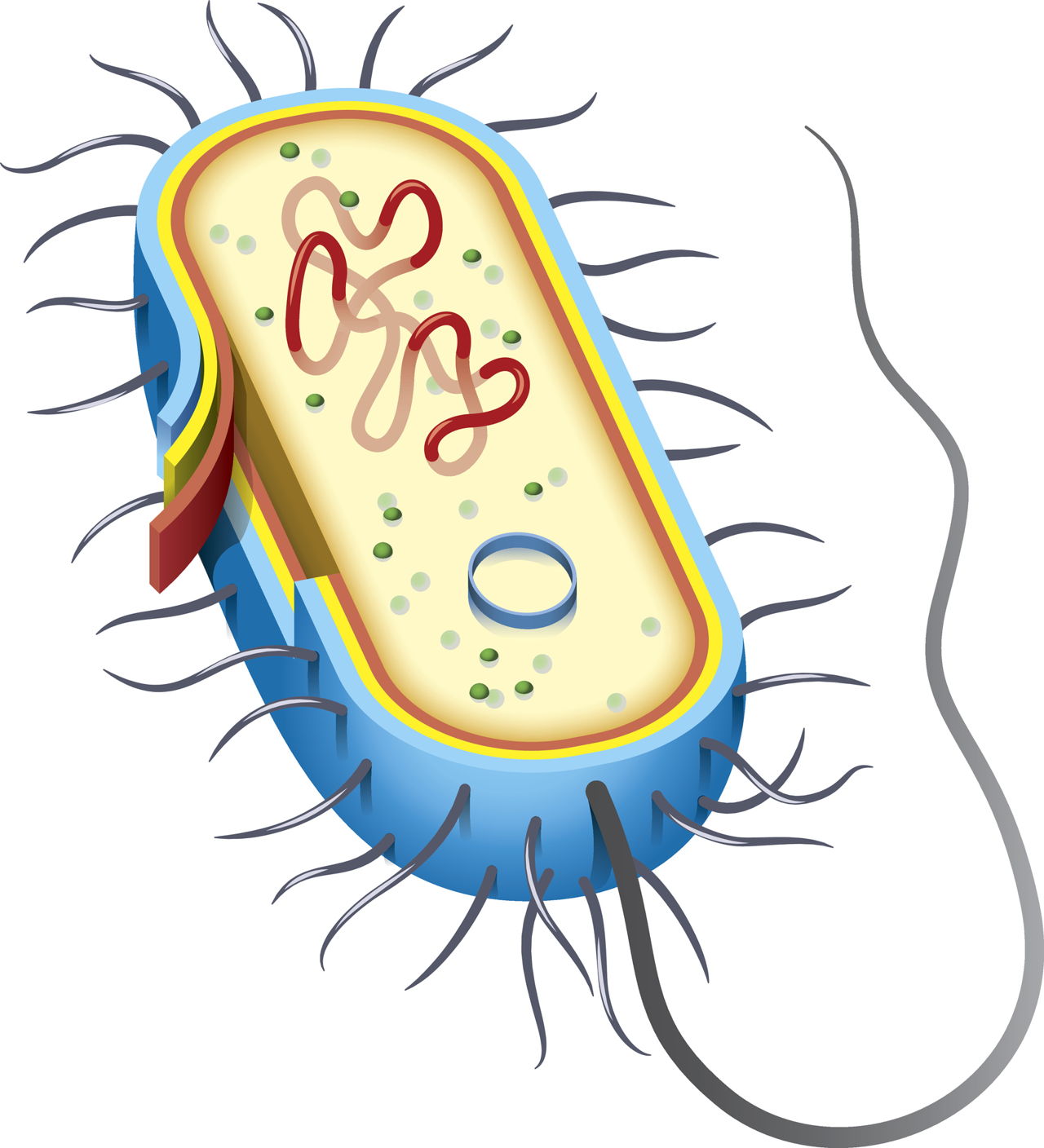 Sintético 100+ Foto Bacterias Y Sus Partes Para Colorear Lleno