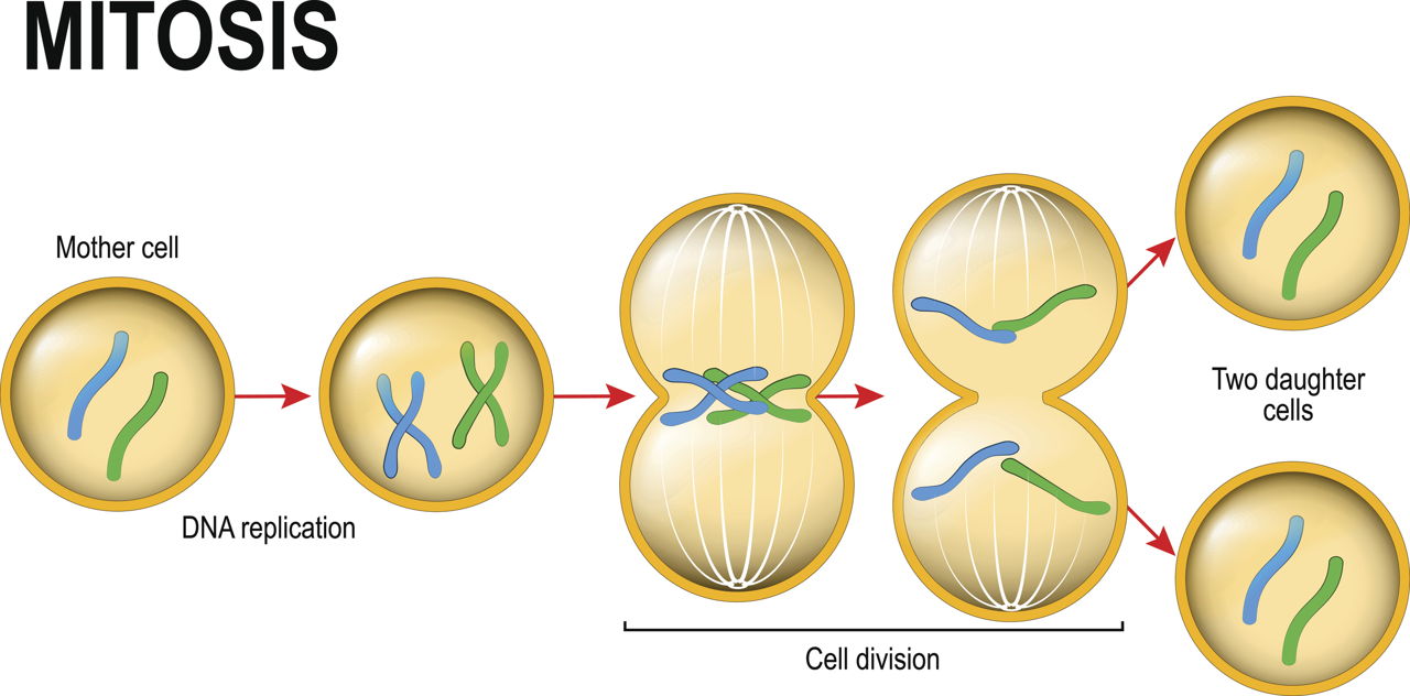 Mitosis Introduction To Mitosis Mitosis Explained With Diagram Riset