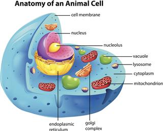 Anatomy Of Animal Cell