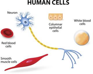 Human Cell Collection