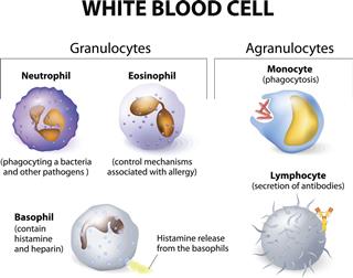 Types Of White Blood Cells