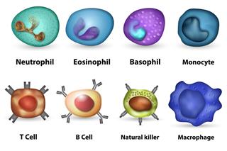 White Blood Cells Overview