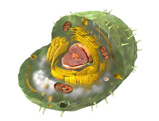 Internal Structure Of Human Cell