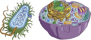 Prokaryote And Eukaryote Cell