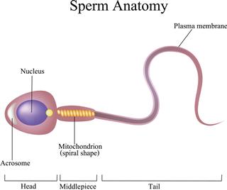 Structure Of A Sperm Cell