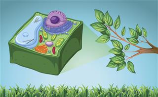 Plant Cell And Green Leaf