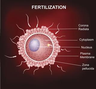 Human Fertilization