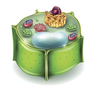 Unique and Imaginative Tips on How to Make a 3D Plant Cell Model - Biology  Wise
