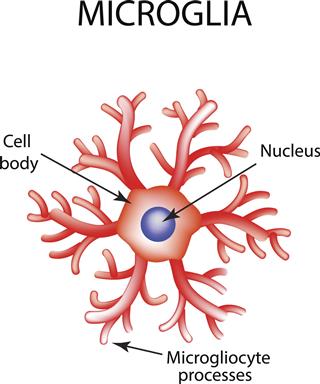 Structure Of Microglia