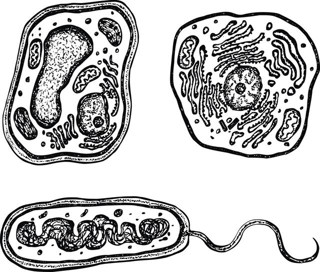 Black And White Drawings On Cells