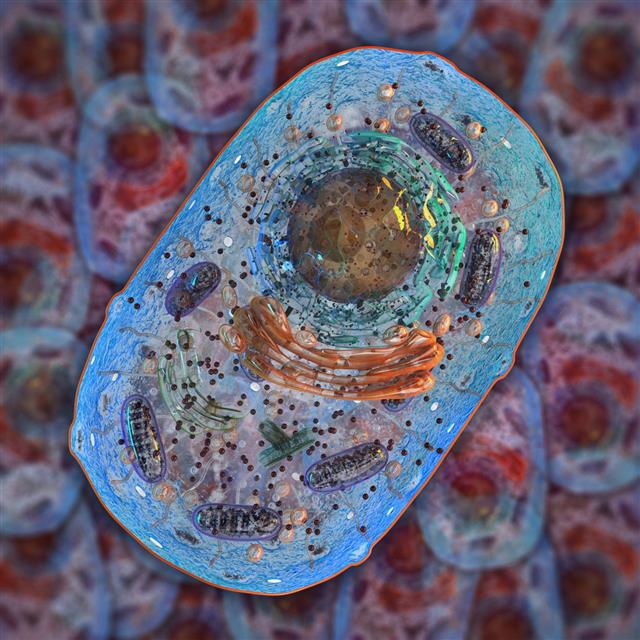 Animal Cell Internal Structure