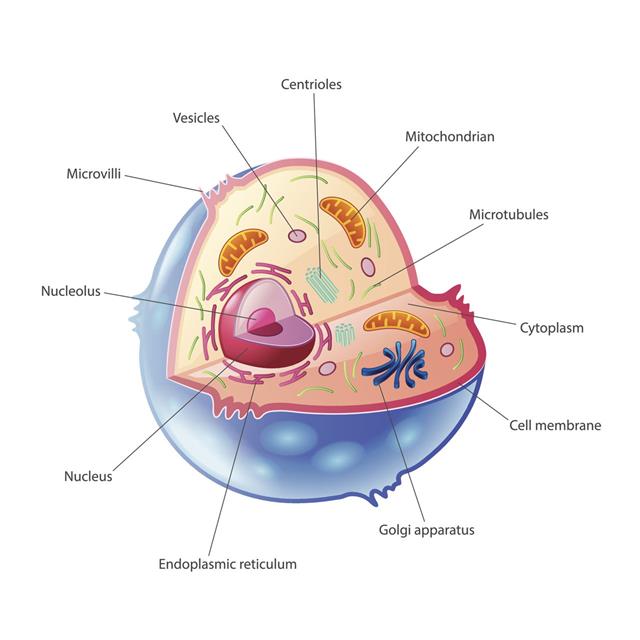 A Quick Guide to the Structure and Functions of the Animal Cell - Biology  Wise