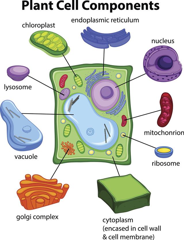 Chart Showing Plant Cell Components