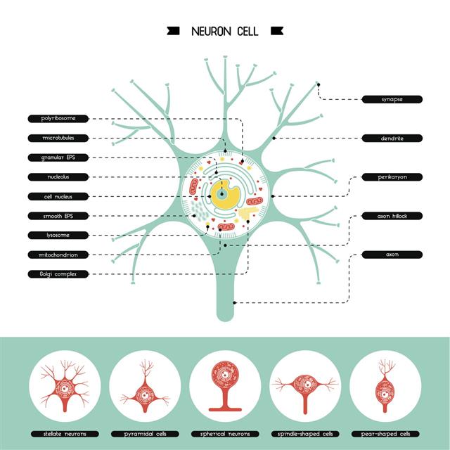 Neurone Cell Structure