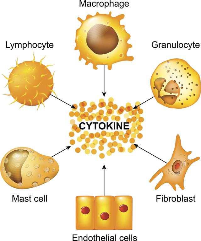 Cells That Produce Cytokines