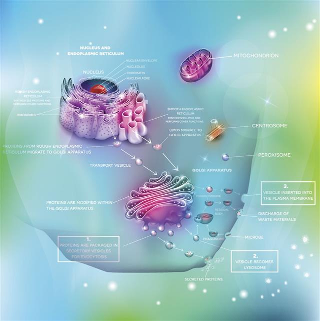 Cell Anatomy And Functions