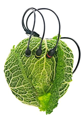 Genetic Cabbage
