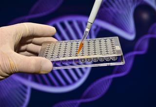 Dna Testing In Genetic Laboratories