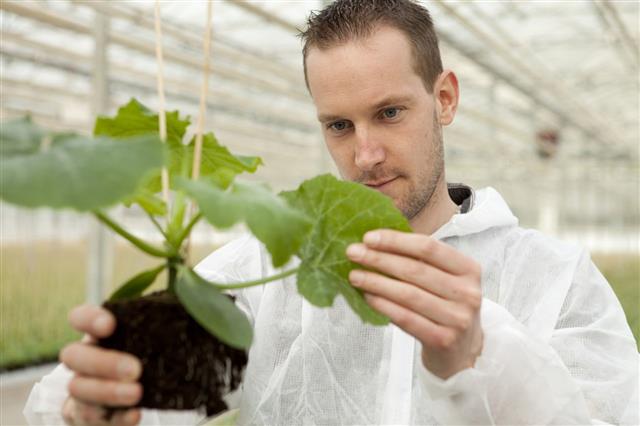 Research And Genetic Engineering In Greenhouse