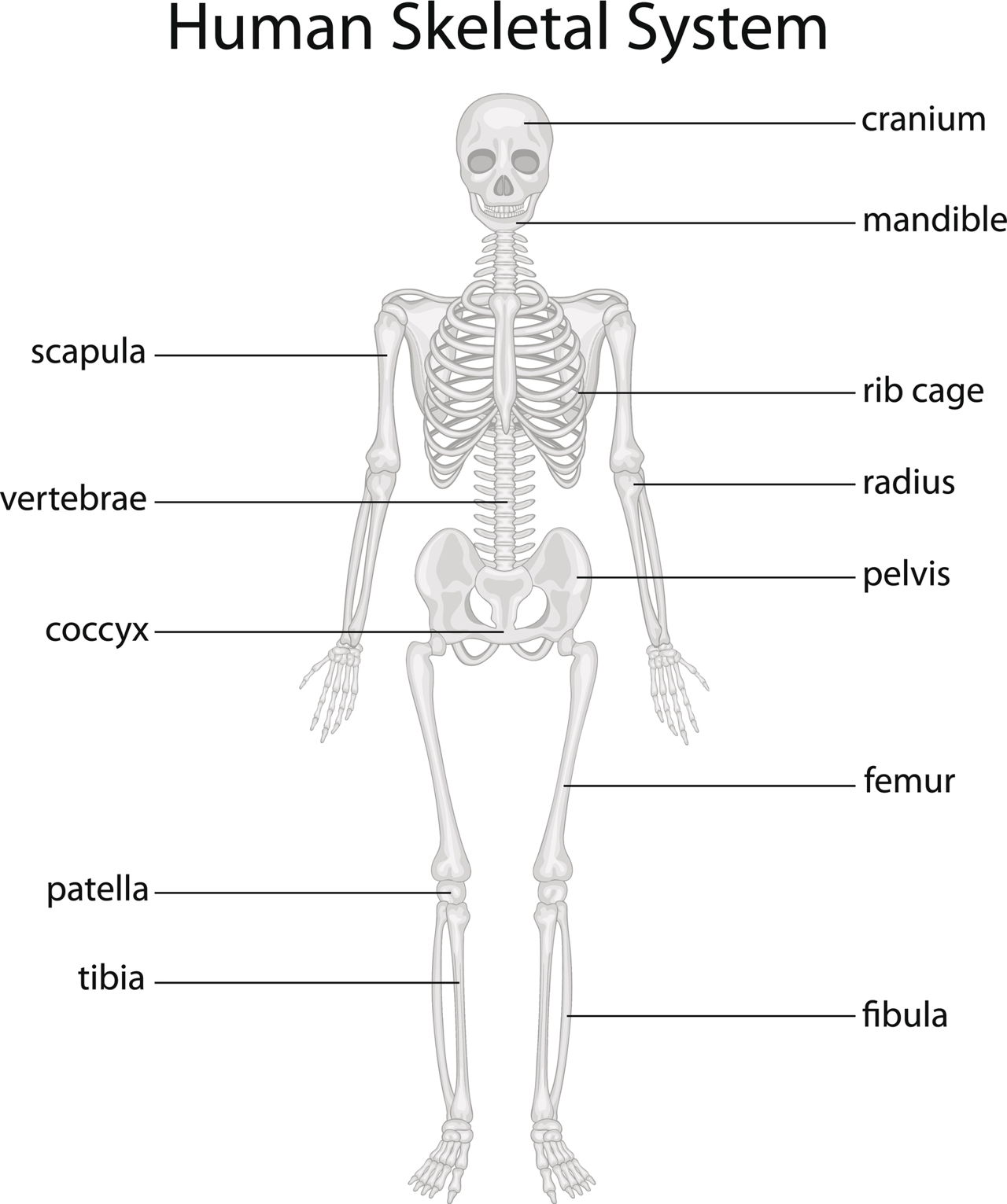 Human Body Bones Diagram Labeled Labeled Skeletal System Diagram