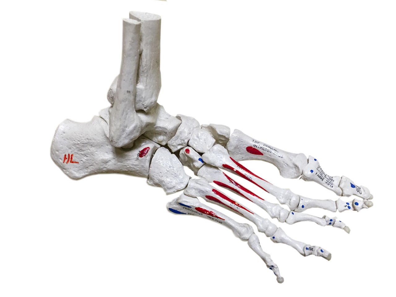 Bones of the Foot Diagram