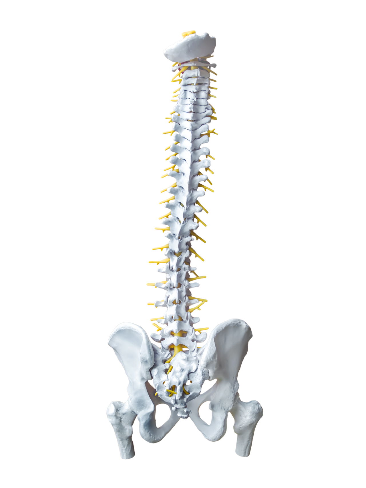How Many Bones Make Up The Back Bone : Conditions and Treatments - The