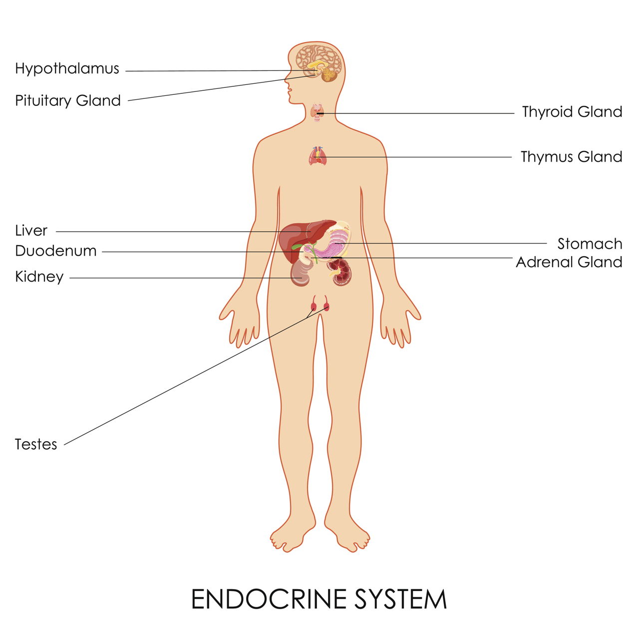 Endocrine Glands and Functions