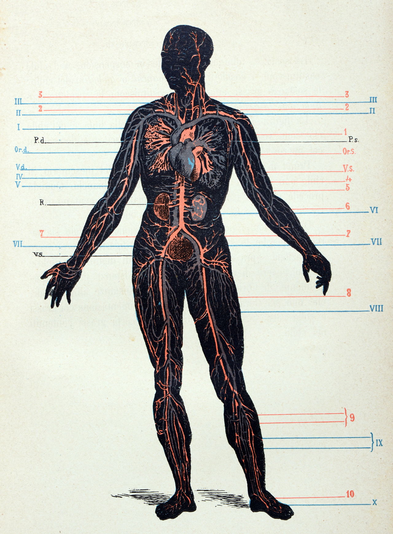 Labeled Skeletal System Diagram - Bodytomy