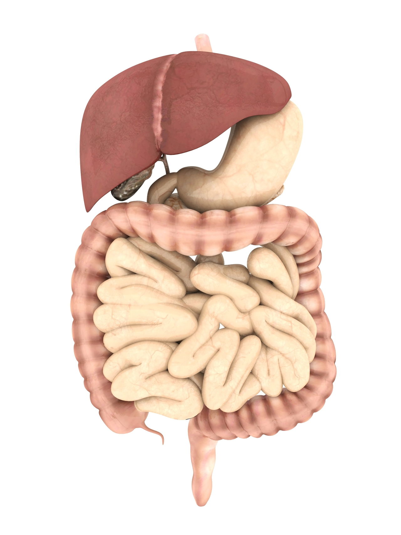 overview-of-the-digestive-system-anatomy-and-physiology-ii