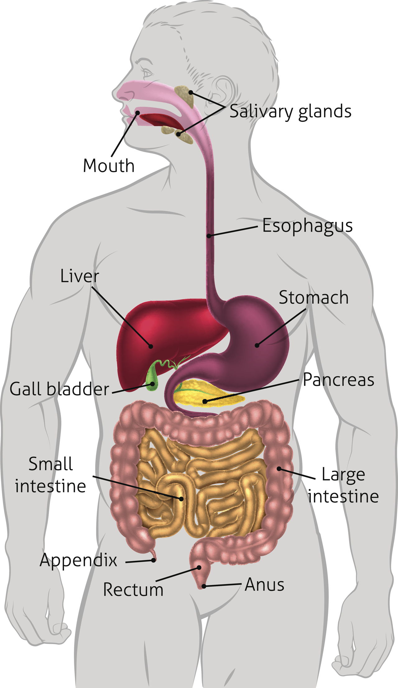 Where is Your Liver Located - Bodytomy