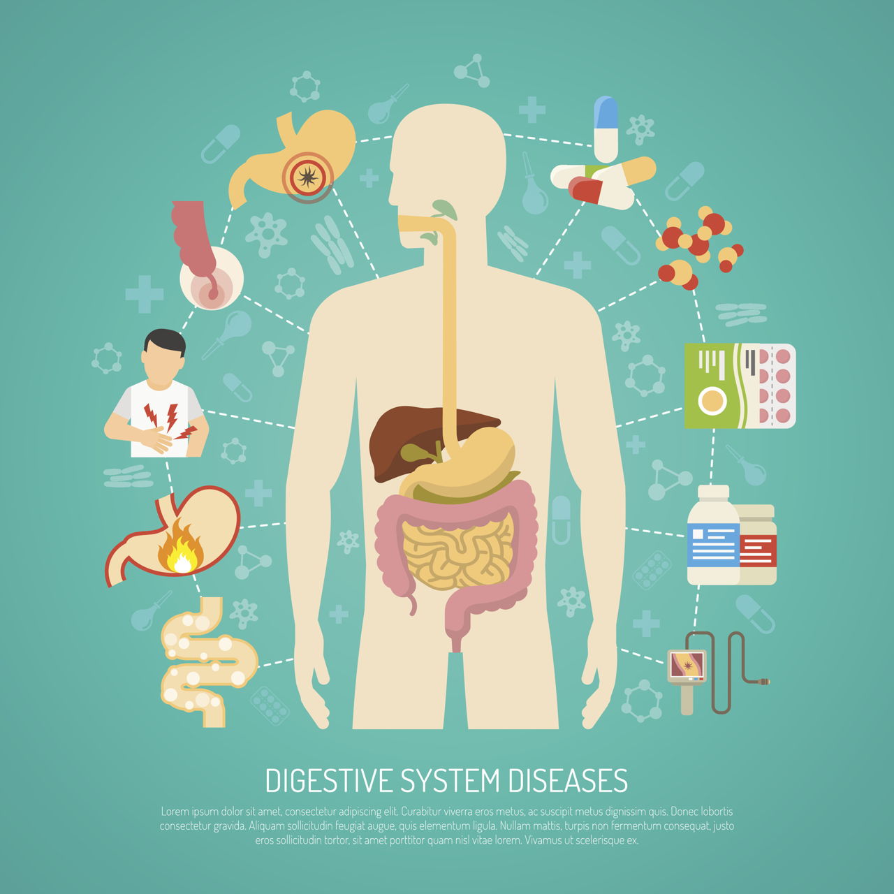 Diagram of the Digestive System And an Explanation of its ...