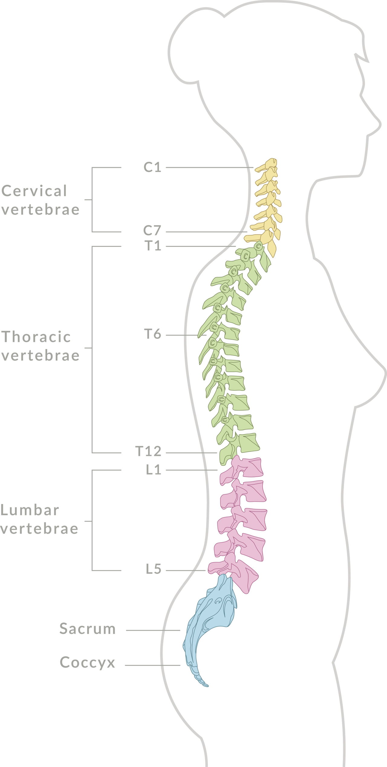 How Many Bones Make Up The Back Bone / The Spine: Support System for