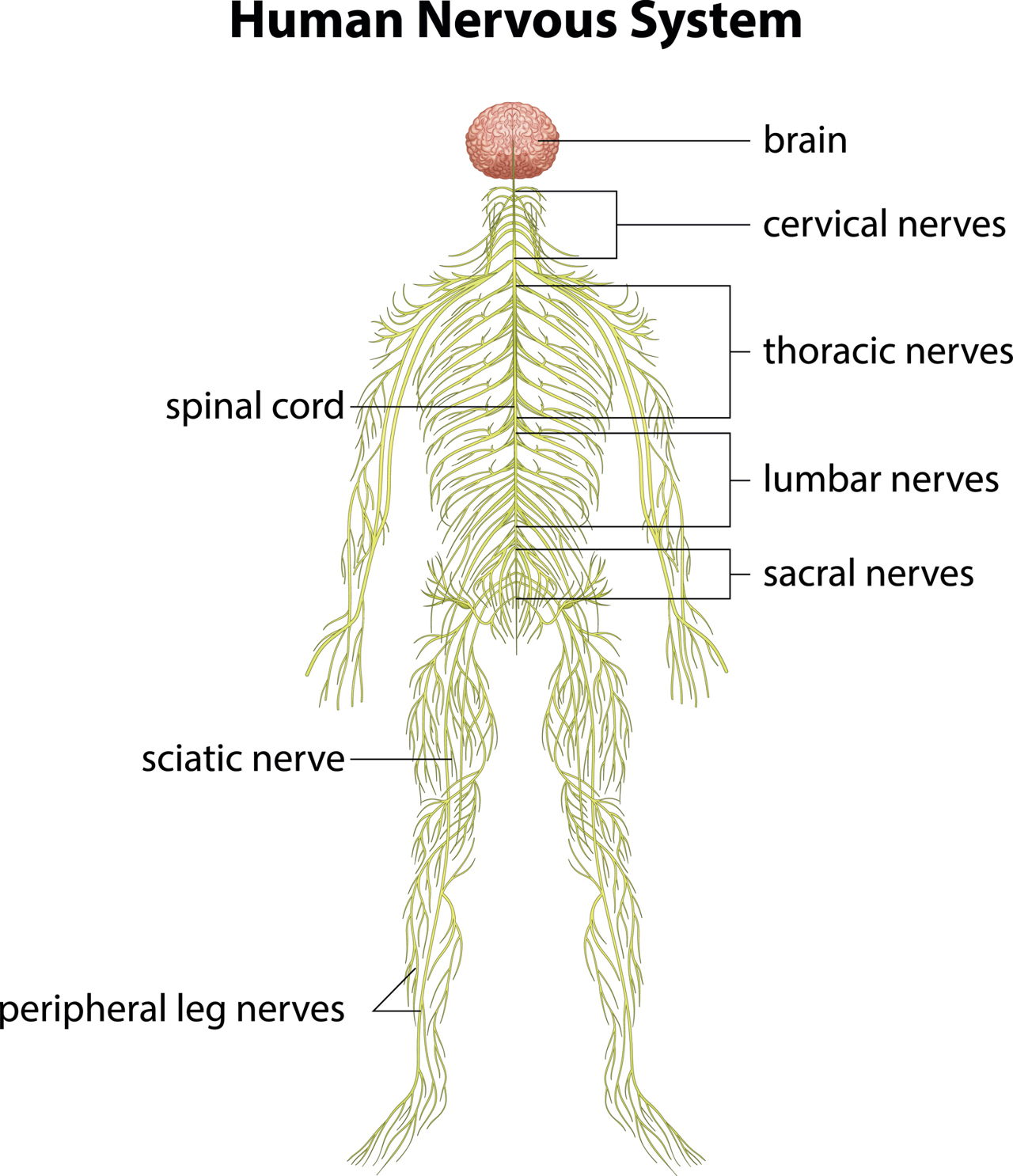 Nervous System: Explore the Nerves with Interactive