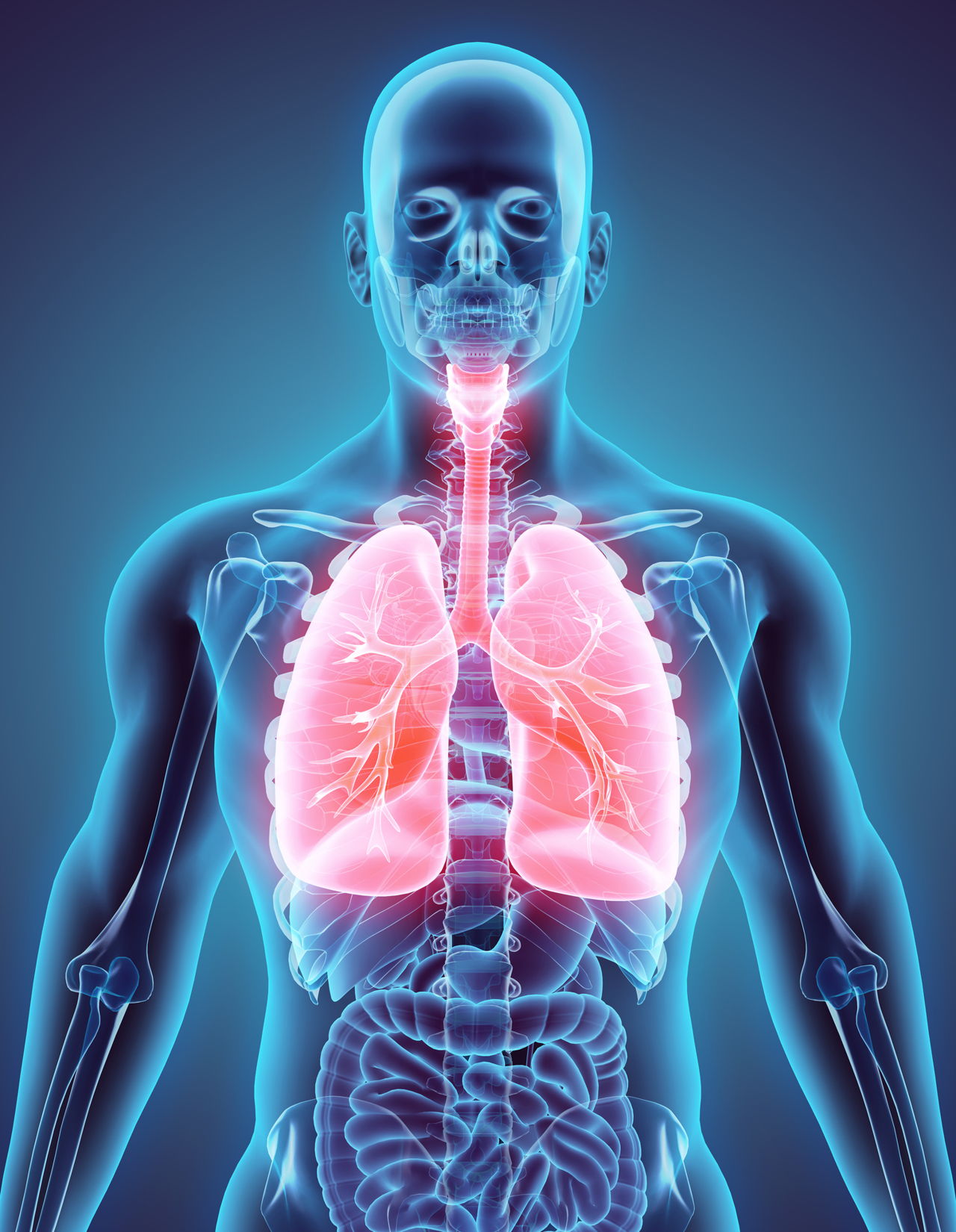 肺和支气管的位置图片,气管和支气管位置图片 - 伤感说说吧