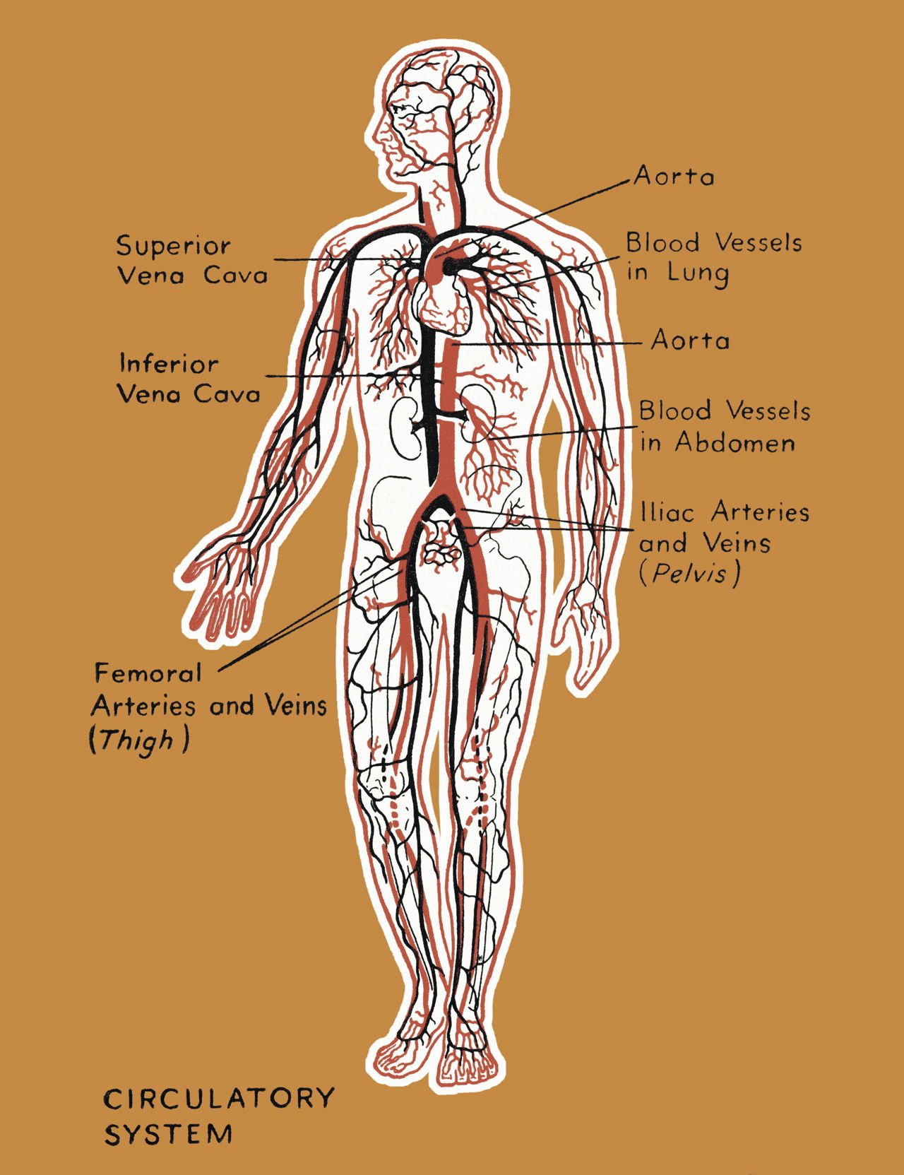 Circulatory System Organs and Their Functions - Bodytomy