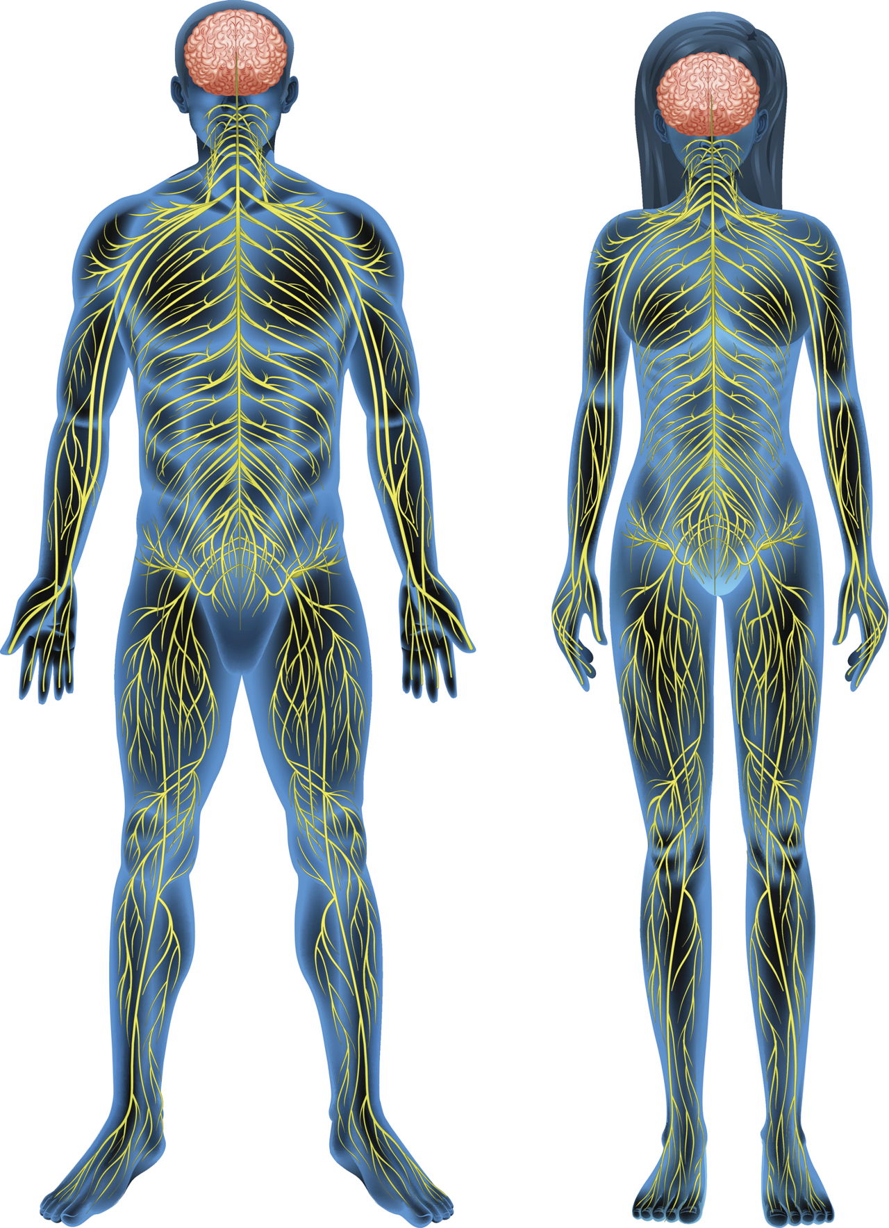 human-body-nervous-system-human-body-nervous-system-human-anatomy-riset