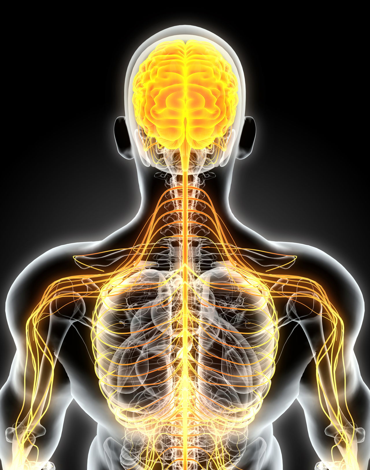 Brilliantly Interesting Facts About the Nervous System