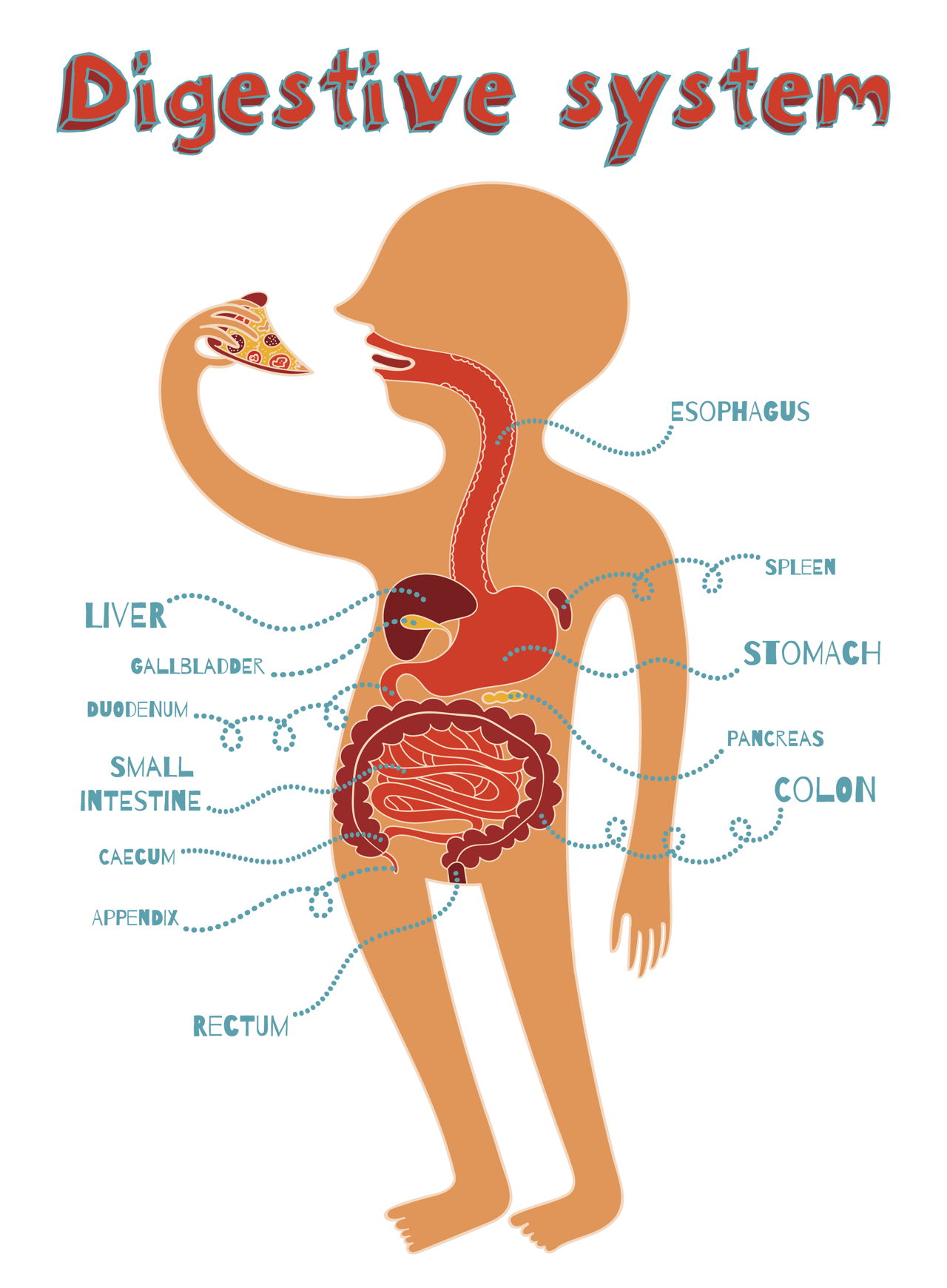 [DIAGRAM] Printable Digestive System Diagram For Kids - MYDIAGRAM.ONLINE
