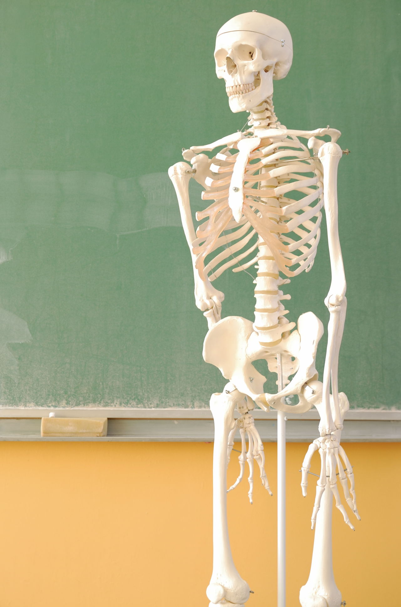 Skeleton | Body organs, Human body systems, Body systems
