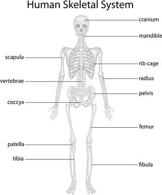 Human Skeletal System And Labels