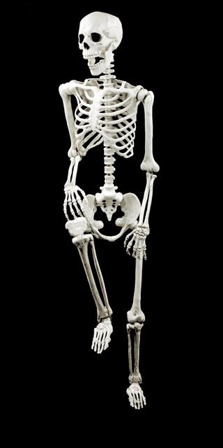 White Model Skeleton