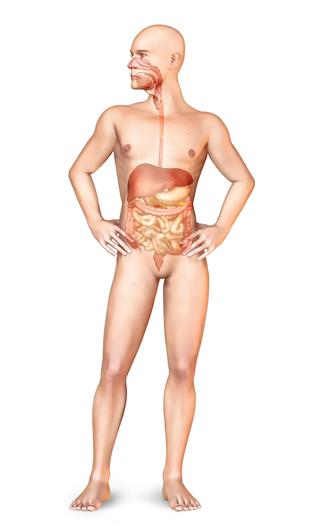Male Body Standing With Digestive System