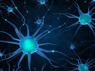 Neurons And Neural System