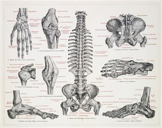 The Human Skeleton Engraving