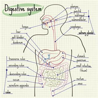 Digestive System Of Man