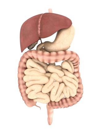 Model Of The Digestive System