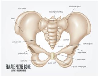 Female Pelvis Bone Anatomy